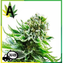 Northern Lights Autofloreciente