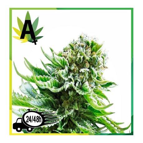 Northern Lights Autofloreciente