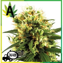 White Haze Automatic