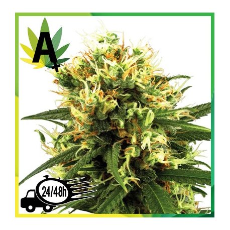 White Haze Automatic