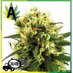 White Haze Automatic