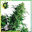 Shiva Shanti Regular