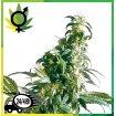 Mexican Sativa Regular