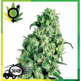 Skunk 1