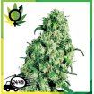 Skunk 1 Regular