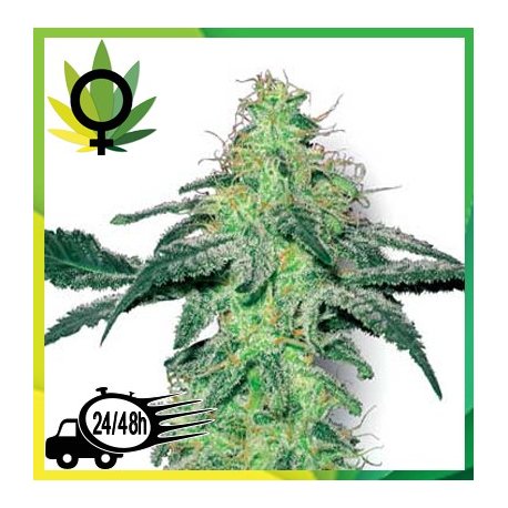 White Skunk Feminizada