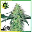 White Skunk WL