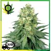 White Widow WL