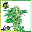 Afghani 1 Regular