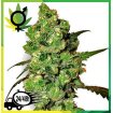 Durban Regular