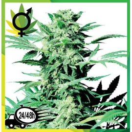 Shiva Skunk R