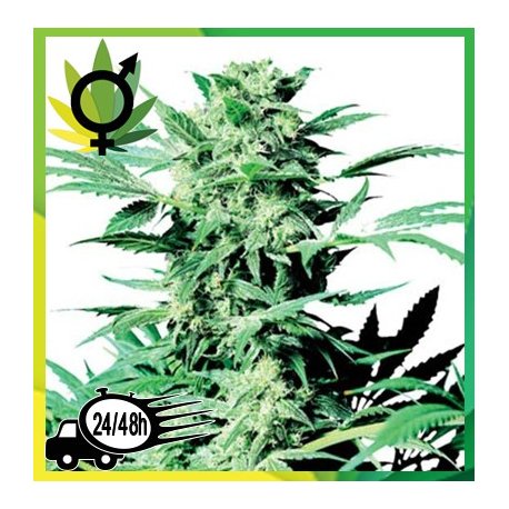 Shiva Skunk R
