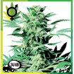 Shiva Skunk Regular