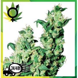 Jack Herer R