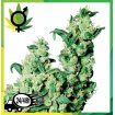 Jack Herer Regular