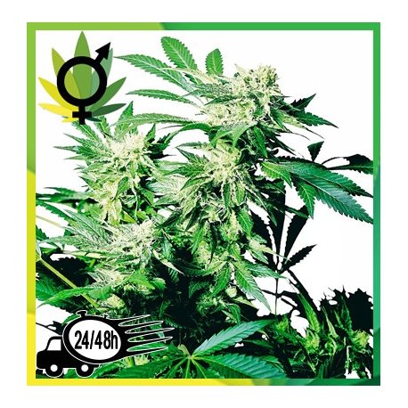 Skunk kush R