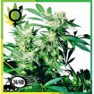 Skunk Kush Regular