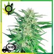 Big Bud Regular