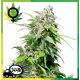 California Indica feminizada