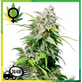 California Indica feminizada