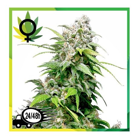 California Indica feminizada