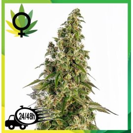 Afghani 1 feminizada