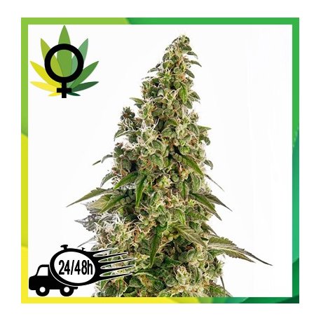 Afghani 1 feminizada