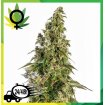 Afghani 1