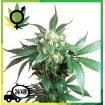 Black Domina Regular