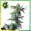 Northern Lights Regular