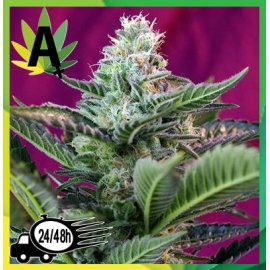 Moham Ram Autofloración