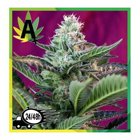 Moham Ram Autofloración