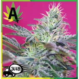 Sweet Cheese Autofloración