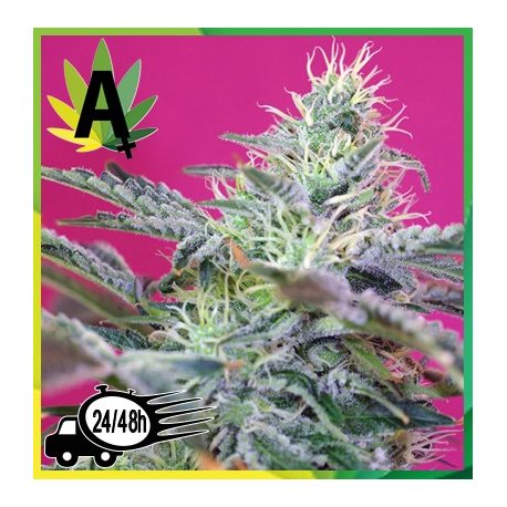 Sweet Cheese Autofloración