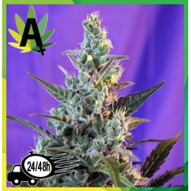 Sweet Skunk Autofloración