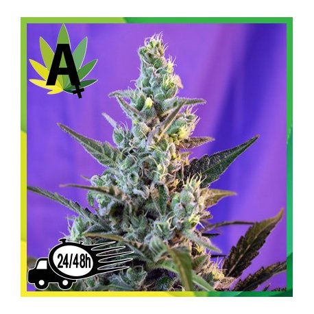Sweet Skunk Autofloración