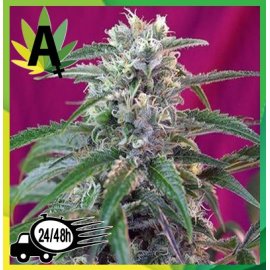 Green Poison Autofloración