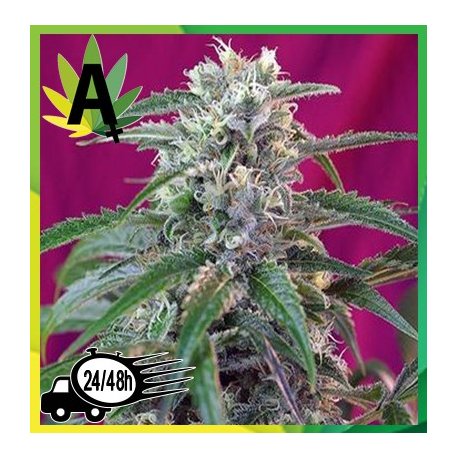 Green Poison Autofloración