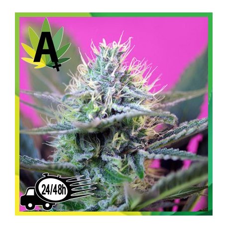 + Speed Autofloración