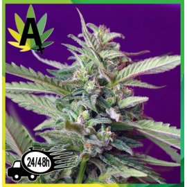 S.A.D. Autofloración