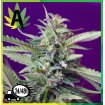 S.A.D. Auto