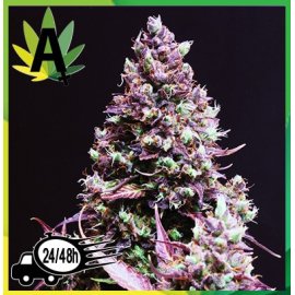 Cream Caramel Autofloración