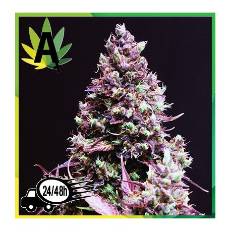 Cream Caramel Autofloración