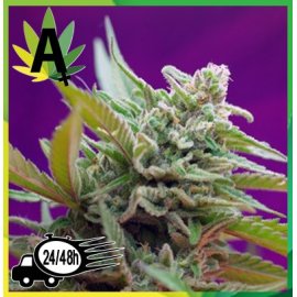 Black Jack Autofloración