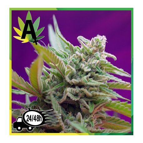 Black Jack Autofloración