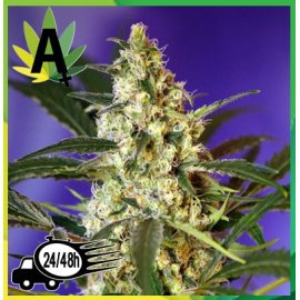 Fast Bud 2 Autofloración