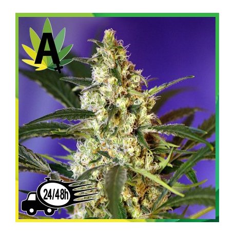 Fast Bud 2 Autofloración
