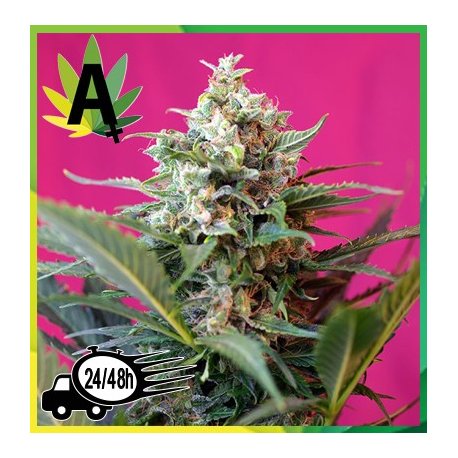 Big Devil XL Autofloración