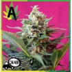 Big Devil XL Auto