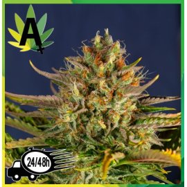 Cream Mandarine Autofloración